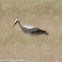 White Stork; Cigüeña Blanca