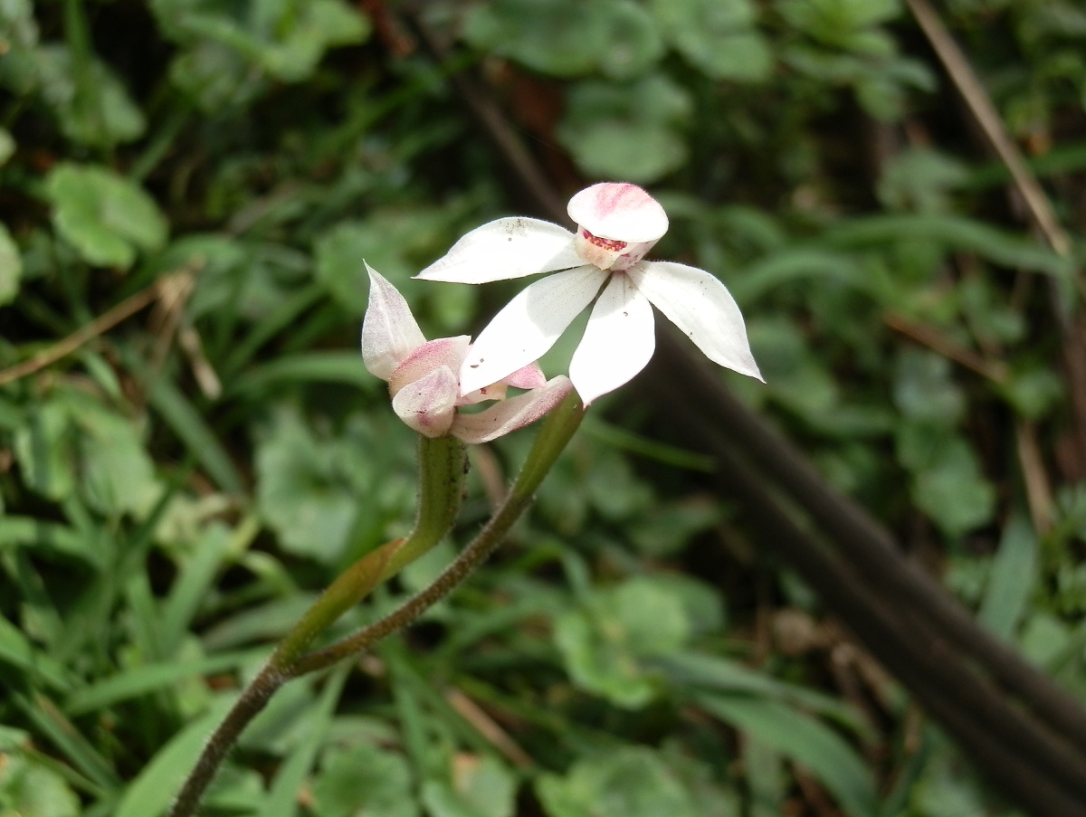 Mountain Hood-orchid