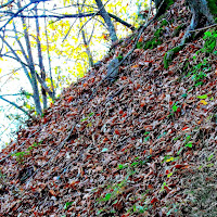 il vento tra gli alberi  di 