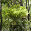 Staghorn Ferns (epiphyte)