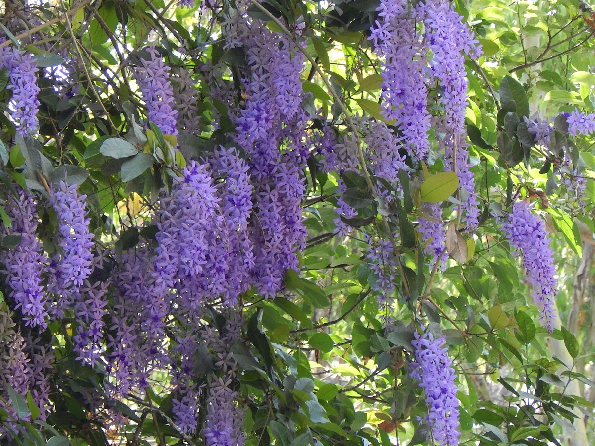 Nazareno, Purple wreath