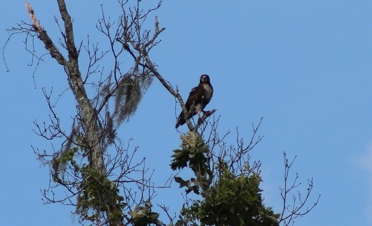 Red-tailed Hawk