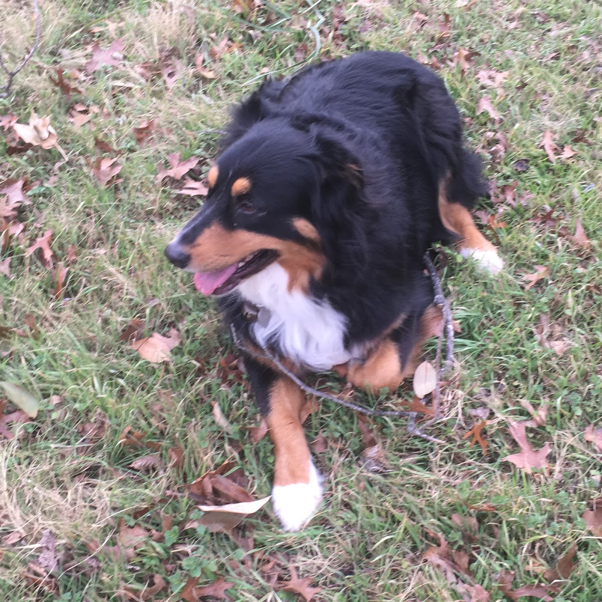 Australian Shepard