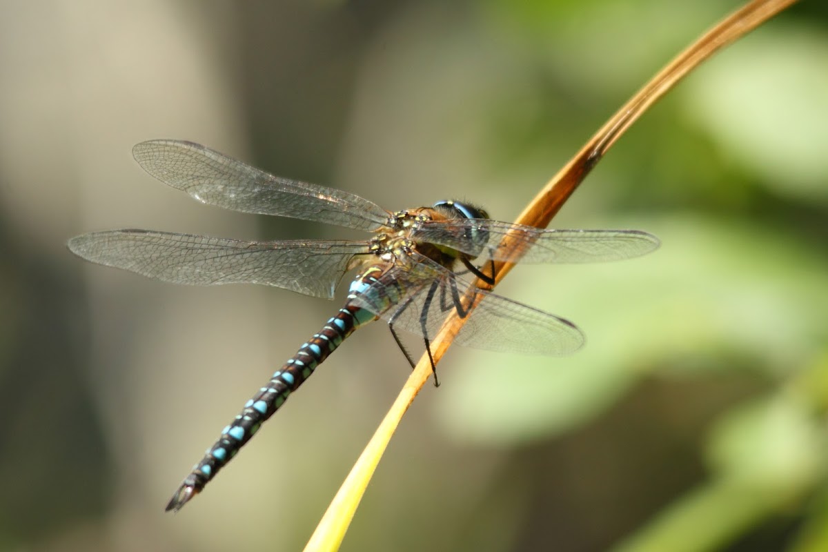 Migrant Hawker