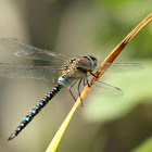 Migrant Hawker