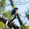 Eastern Bluebird (Male)