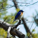 Eastern Bluebird (Male)