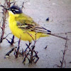 Western yellow wagtail