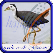 Master Burung Wak Wak Gacor Offline 1.0 Icon