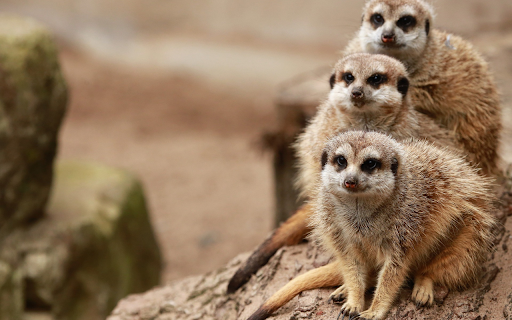 Three weasels