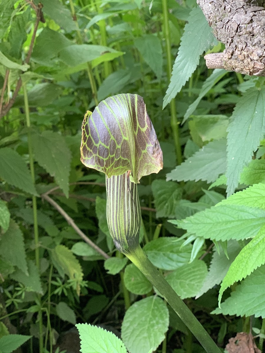 Wallach's Cobra Lily