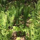 Ferns