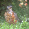 American Robin