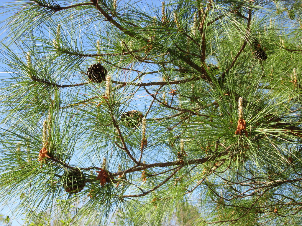 Loblolly Pine