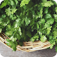 Download beneficios de la Cilantro For PC Windows and Mac 1.0