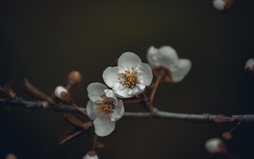 Blooming flowers on thin branch screenshot 1