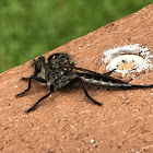 Robber Fly