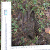 Baby Black Bear Footprints?