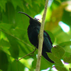 Purple-throated Carib