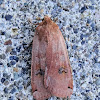 Large Yellow Underwing