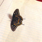 Spicebush Swallowtail Butterfly