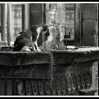 Il Gatto 1978 di 