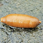 Hairy sand peanut