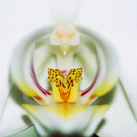 Orchidea inside di 