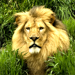 Lion Live Wallpapers Apk