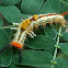 Tussock moth caterpillar