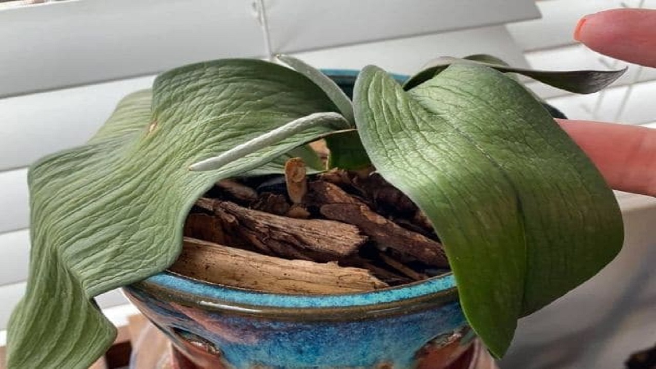 Reasons For Wrinkled Orchid’s Leaves