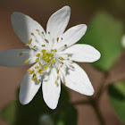 Rue Anemone