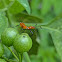 Leaf-footed Bug nymphs