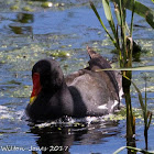 Moorhen