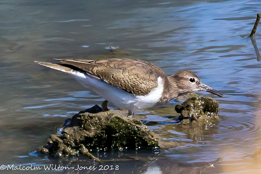 Common Sandpiper; Andarríos Chico