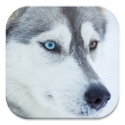 Husky Live Wallpapers 1.0 Icon