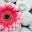 Daisy New Tab Page HD Flowers Theme