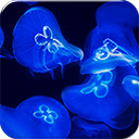 Blue JellyFish Chrome extension download