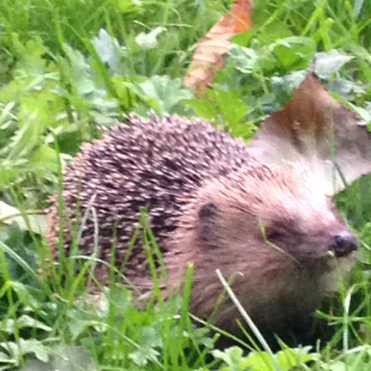 Hedgehog