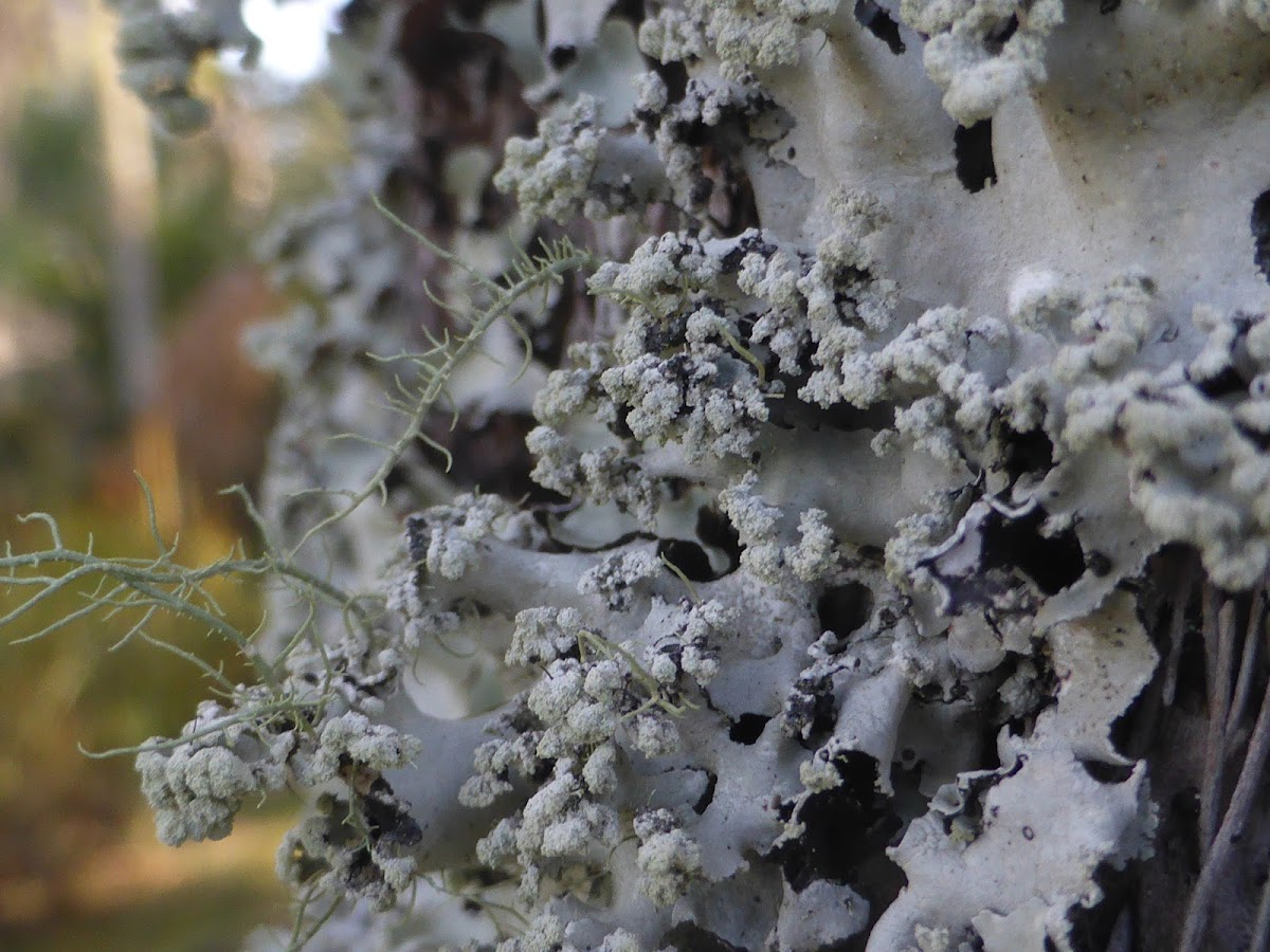 Ruffle Lichens