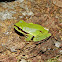 Mountain Treefrog