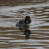 Common Goldeneye