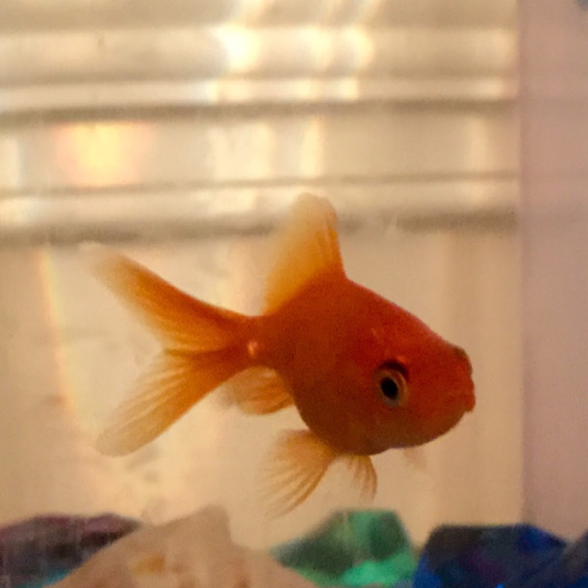 Fantail Goldfish