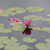 Water-lily