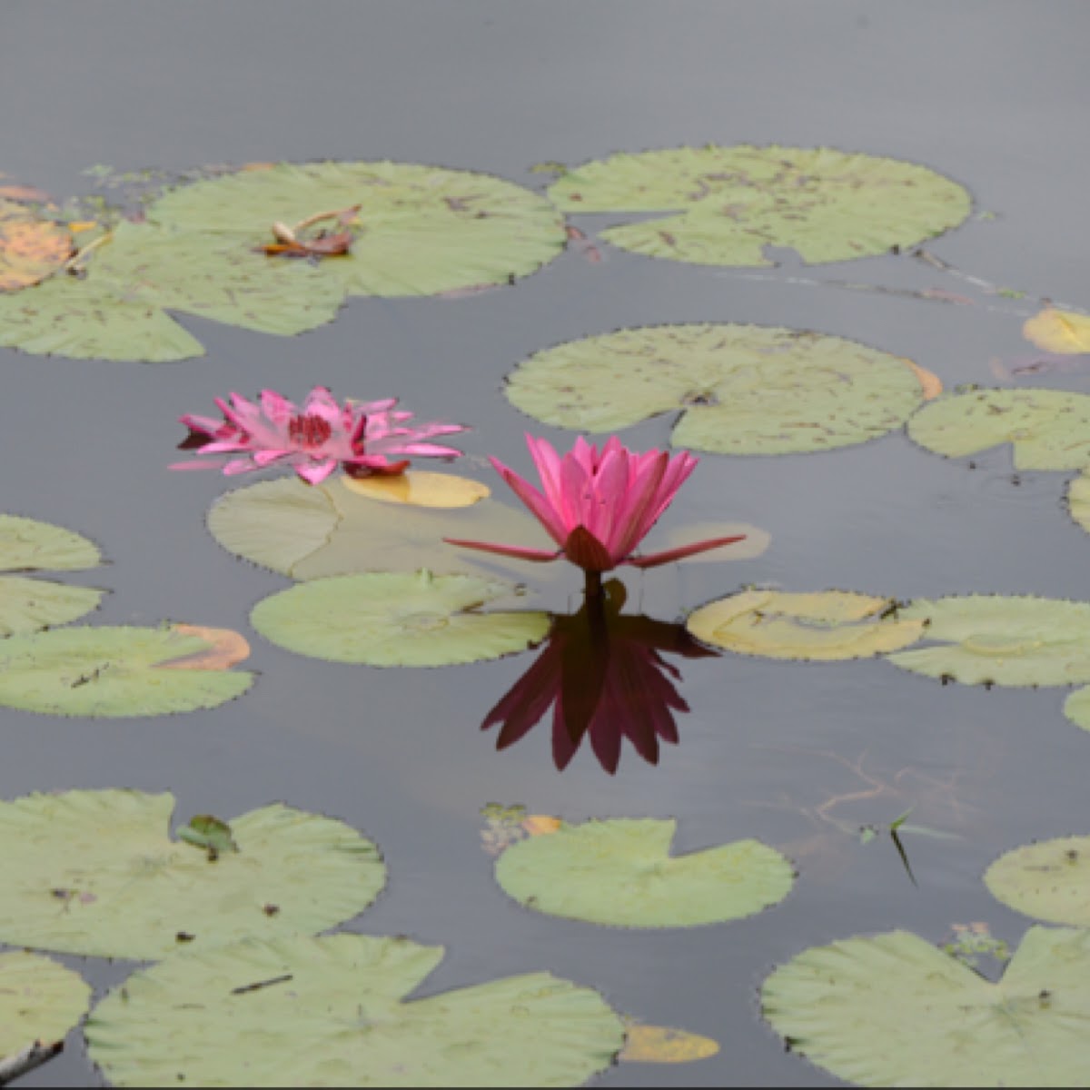 Water-lily