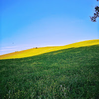 Fiori di colza di 