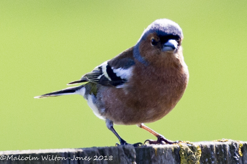 Chaffinch