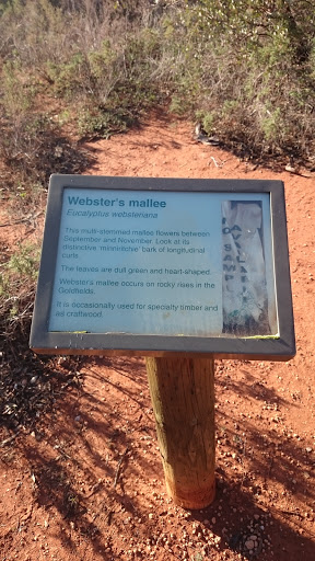 Webster's Mallee 