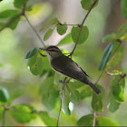 Black-whiskered Vireo