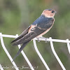 Red-rumped Swallow; Golondrina Daurica